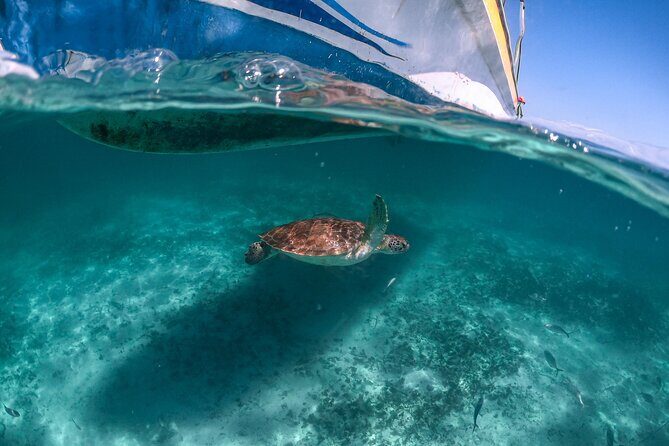 Half Day Akumal Beach Swim and Snorkel with Turtles Experience - FAQ