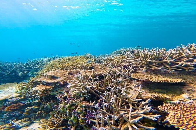 Half Day Amami Japan Boat Snorkeling Adventure - An In-Depth Look at the Amami Snorkeling Tour Experience