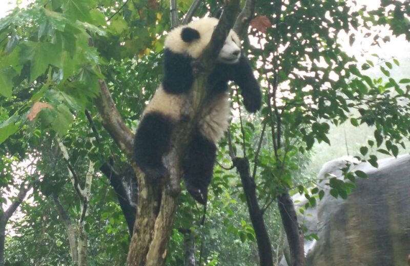 Half Day Amazing Chengdu Panda Base Trip - Key Points