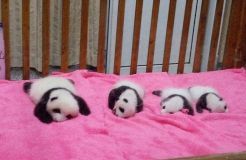 Half Day Amazing Chengdu Panda Base Trip - Final Thoughts