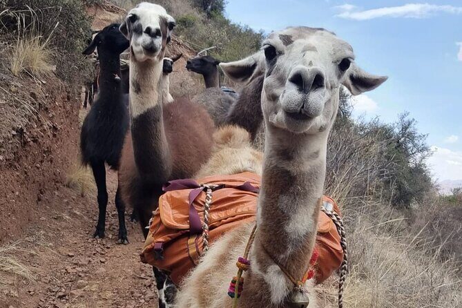 Half Day Andean Llama Trek in the Sacred Valley - Who Will Appreciate This Tour?