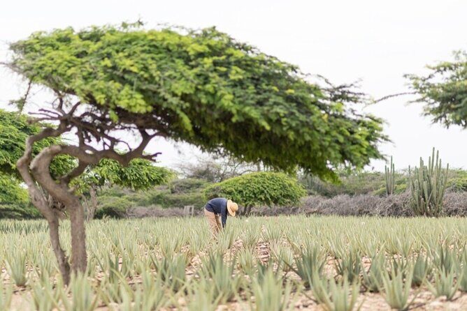 Half-Day Aruba Sightseeing Tour & Beach in an Air-condition Bus - Final Thoughts: Is It Worth It?