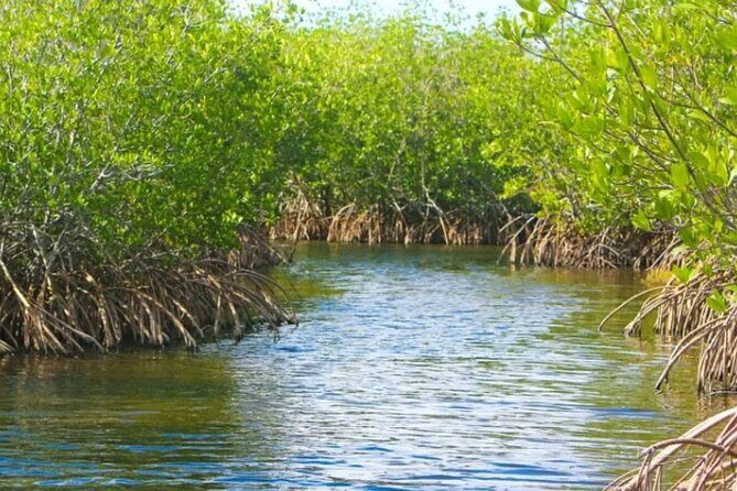 Half-Day Backwater Fishing in Naples, Florida - Who This Tour Is Perfect For