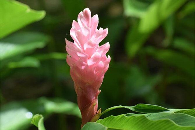 Half-Day Barbados Tour Harrisons Cave Hunte's Garden and Bathsheba - Harrison’s Cave: A Limestone Wonder