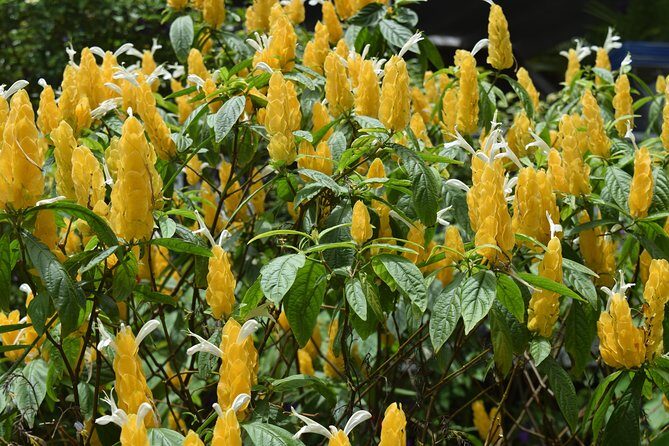 Half-Day Barbados Tour Harrisons Cave Hunte's Garden and Bathsheba - Who Will Enjoy This Tour?