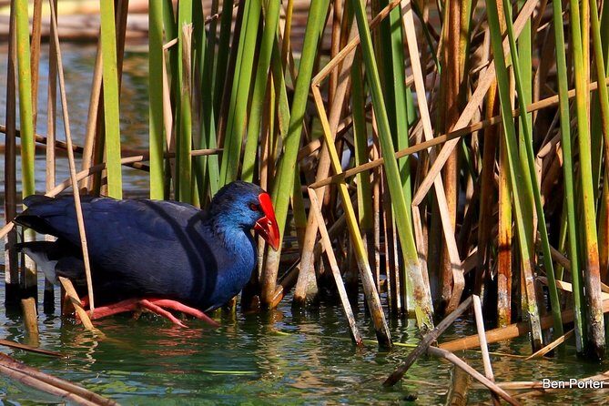 Half-day birdwatching around Faro - Discovering the Wetlands of Faro: A Closer Look