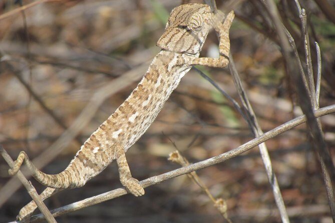 Half-day birdwatching around Faro - FAQs