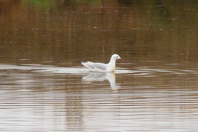 Half-day birdwatching around Tavira - Who Should Consider This Tour?