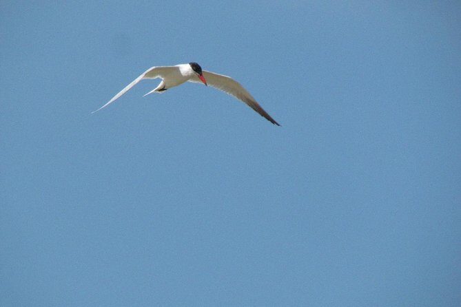 Half-day birdwatching at Alvor dunes - A Closer Look at the Half-day Birdwatching at Alvor Dunes