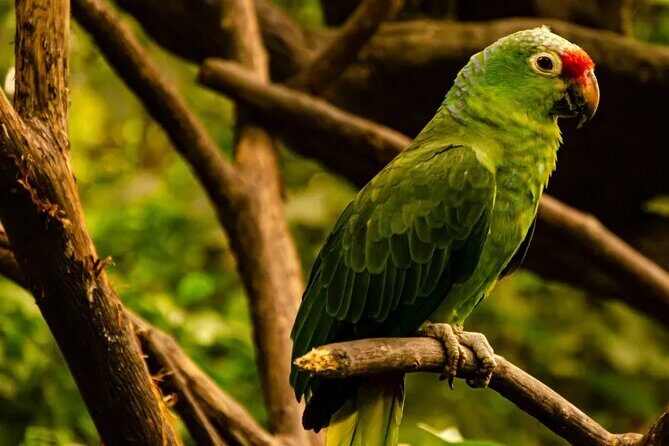 Half Day Birdwatching in Cerro Blanco from Guayaquil - Who Will Love This Tour?