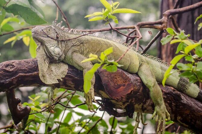 Half Day Birdwatching in Cerro Blanco from Guayaquil - Final Thoughts: Is This Tour Worth It?
