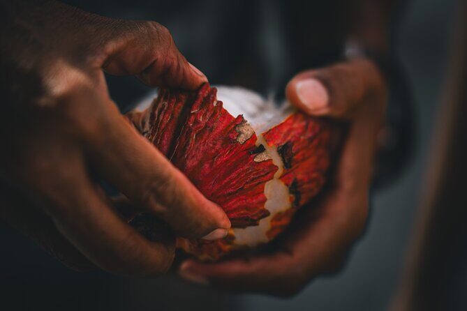 Half Day Cacao Farm and Guayaquil City Highlights Tour - Exploring Guayaquils Vibrant Streets