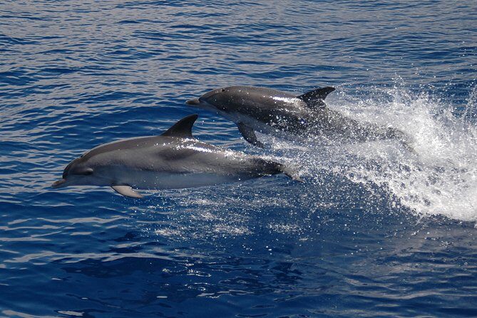 Half-day Catamaran Trip from Funchal - Key Points