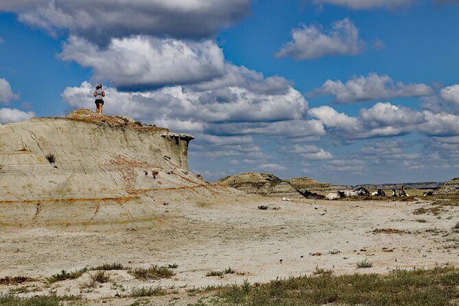 Half Day Chasing Horses Wildlife Photography Experience in North Dakota - Discover the Wild Horses of North Dakota with a Private Photography Experience
