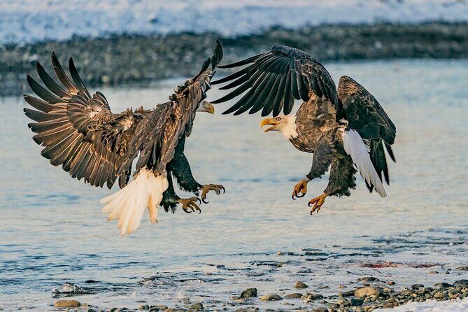 Half-Day Chilkat Bald Eagle Preserve Float Tour - Discover the Chilkat Bald Eagle Preserve on a Half-Day Float Tour