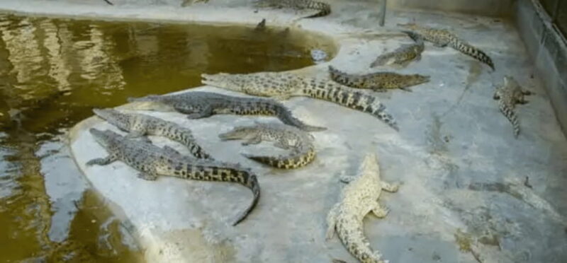 Half Day City Joiners Tour | Puerto Princesa - A Practical Look at Puerto Princesa’s Half Day City Joiners Tour