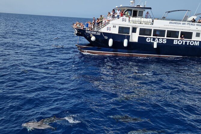 Half-Day Cruise Tour-Dolphin and Whale Watching - Exploring the Best of Gran Canaria’s Marine Life: A Review of the Half-Day Dolphin and Whale Watching Cruise