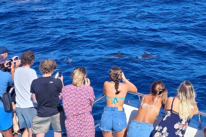 Half-Day Cruise Tour-Dolphin and Whale Watching - A Closer Look at the Cruise Experience