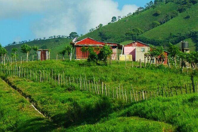 Half-Day Cultural Safari Tour from Uvero Alto - Key Points