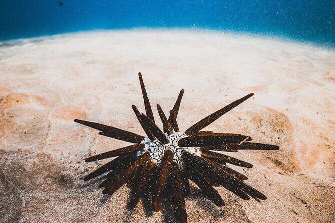 Half-Day Deluxe Molokini Snorkel Excursion in Maui - Exploring Molokini Crater