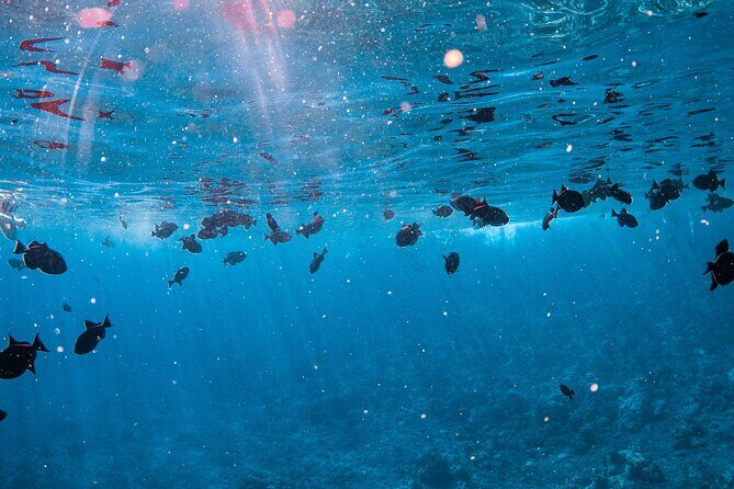 Half-Day Deluxe Molokini Snorkel Excursion in Maui - Turtle Town (Summer Visits)