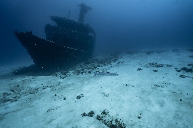 Half Day Dive Trip to the Cozumel reef - Exploring the Cozumel Reef Half Day Trip