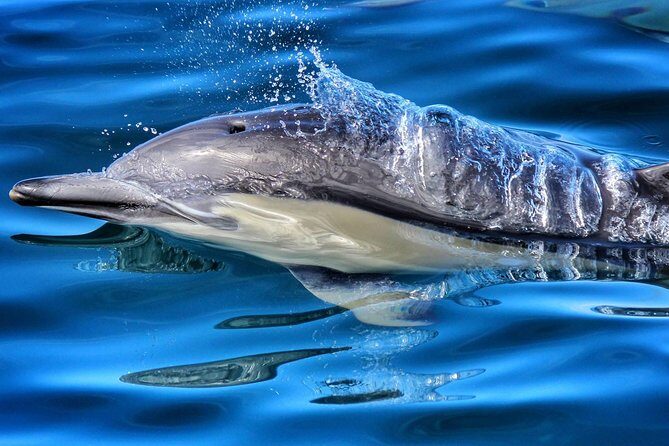 Half Day Dolphin Watching Cruise (Departing from Rotorua) - Discover the Magic of Tauranga’s Marine Life on a Half Day Dolphin Watching Cruise