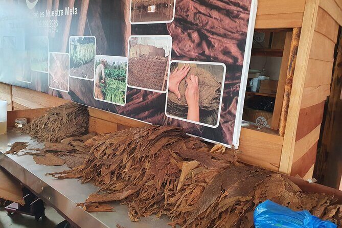 Half Day Dominican Safari for all Family - The Value in Experience