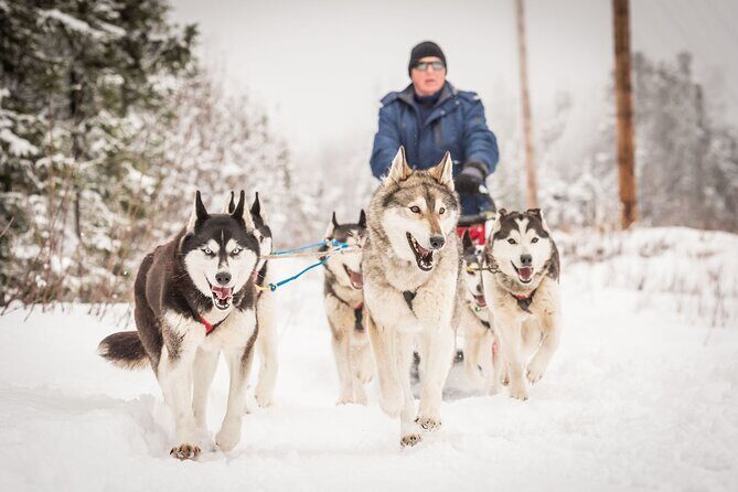 Half Day "Drive Your Own Dog Team" Dog Sledding Tour - Key Points