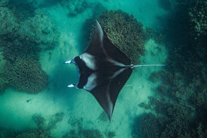 Half day Eco Snorkeling small group Tour in Bora Bora - Exploring the Details of the Bora Bora Eco Snorkeling Tour