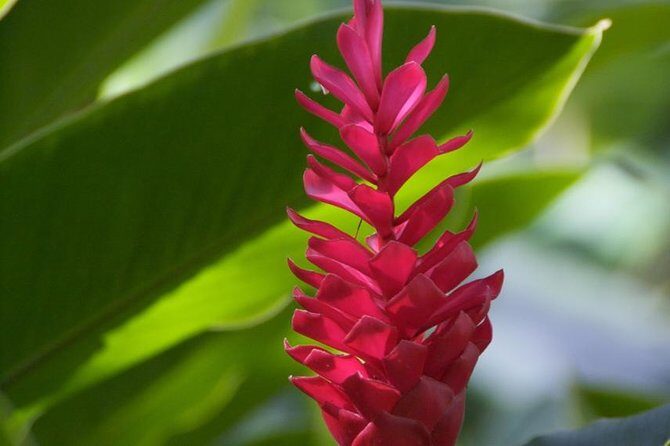 Half-Day El Yunque National Forest Tour from San Juan - FAQs