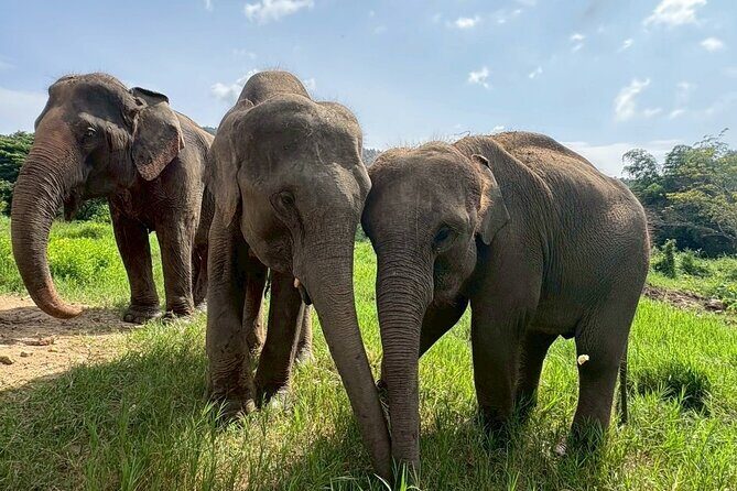 Half Day Elephant care and Whitewater Rafting Adventure - Frequently Asked Questions