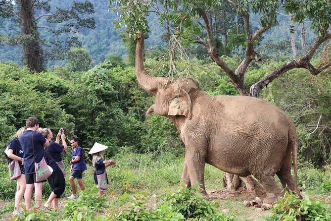 Half Day Elephant Home Sanctuary in Samui - Analyzing the Value and Experience