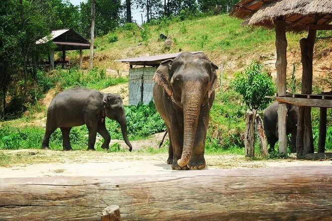 Half day Elephants in Nature Experience (Morning) - Introduction: What You Can Expect from This Tour