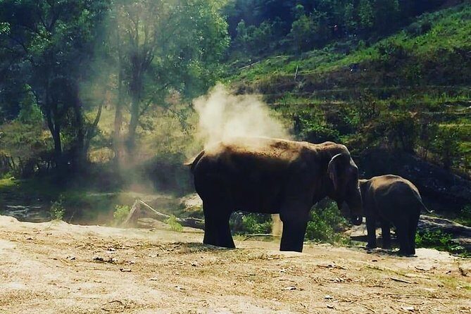 Half day Elephants in Nature Experience (Morning) - What Travelers Are Saying