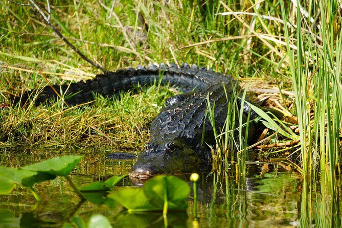 Half-Day Everglades Freshwater Fishing Trips - FAQ