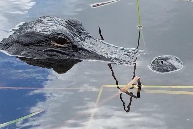 Half-day Everglades National Park Tour and 1-Hour Air Boat Ride - The Experience in Detail