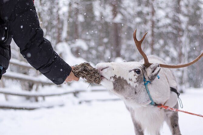 Half-Day Experience in Local reindeer farm in Lapland - Introduction: An Authentic Lapland Reindeer Experience
