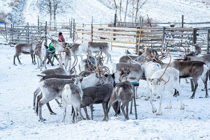Half-Day Experience in Local reindeer farm in Lapland - Who Should Consider This Tour?