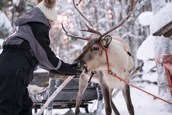 Half-Day Experience in Local reindeer farm in Lapland - FAQs