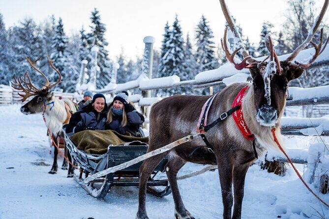 Half-Day Experience in Local reindeer farm in Lapland - Final Takeaway