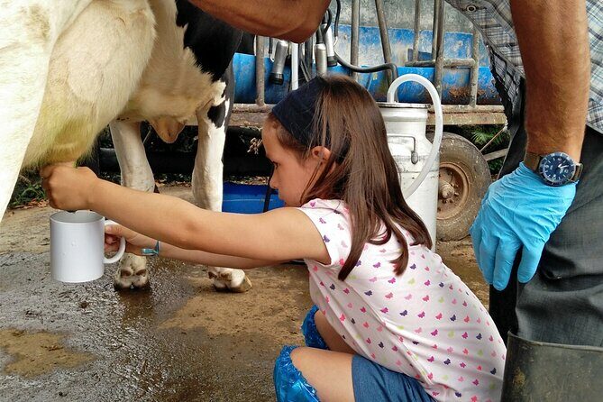 Half-Day Farm Visit and Cow Milking Experience - Discover the Charm of Terceira’s Dairy Farm on a Half-Day Tour