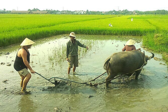 Half-day Farming life with wet rice from Hoi An - Discover Vietnam’s Farming Traditions on a Half-Day Wet Rice Tour from Hoi An