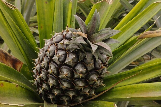 Half Day Fire Lake and Pineapple Farm Tour in Sao Miguel with Tea - What Makes This Tour a Great Choice?