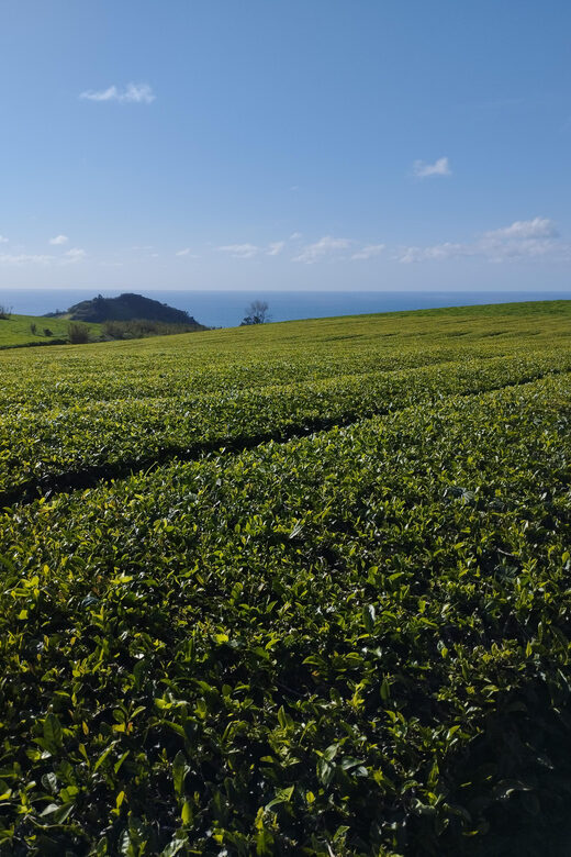 Half Day Fire Lake, Pineapple & Tea by SUV - Who Should Consider This Tour