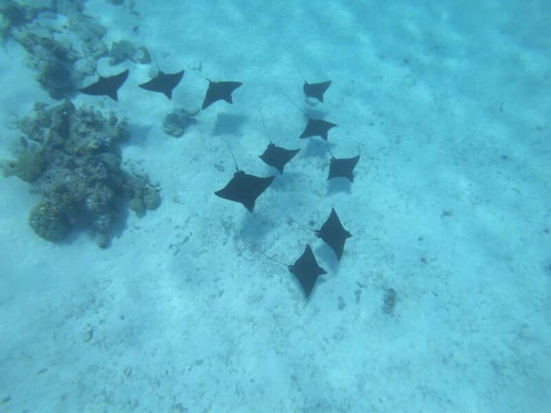Half day for Snorkeling, Legends, History with O-sea Bora - Frequently Asked Questions