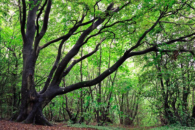 Half-day Forest Bathing and Yoga in Brighton's Woodlands - Final Thoughts