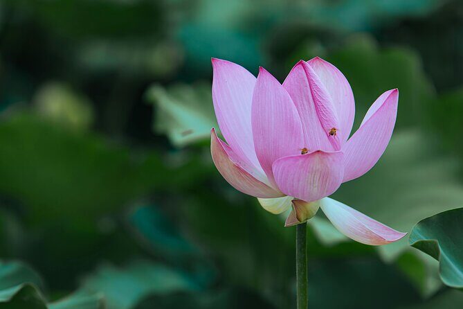 Half Day Giverny Monet's Gardens Tour - The Experience and Its Value