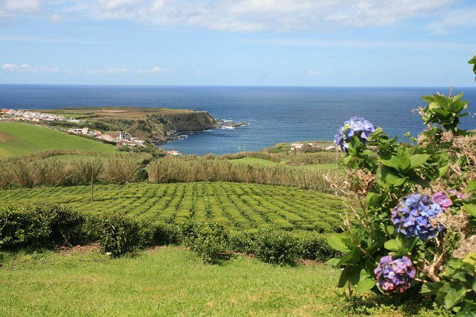 Half day Gorreana - Pedestrian Walk and Tea Tasting (Min. 2 persons) - Detailed Itinerary Breakdown