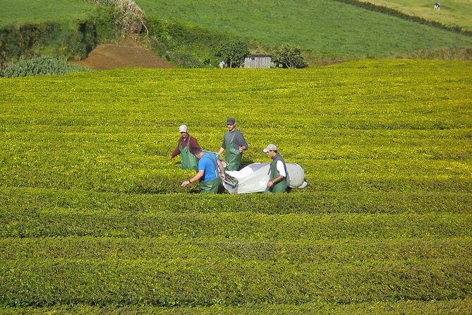Half day Gorreana - Pedestrian Walk and Tea Tasting (Min. 2 persons) - The Sum Up: Who Should Book This Tour?